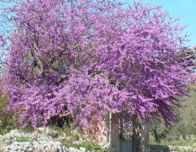 Albero di Giuda VerdeOstuni