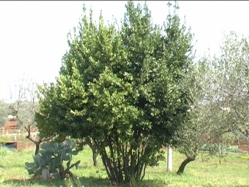 Pianta alloro - Piante da Giardino - Caratteristiche della pianta