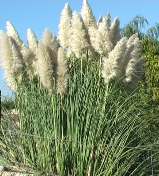 Cortaderia o Erba delle Pampas VerdeOstuni