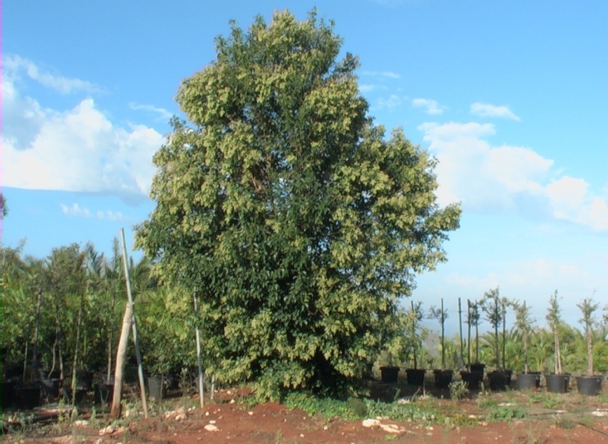 Ligustro VerdeOstuni
