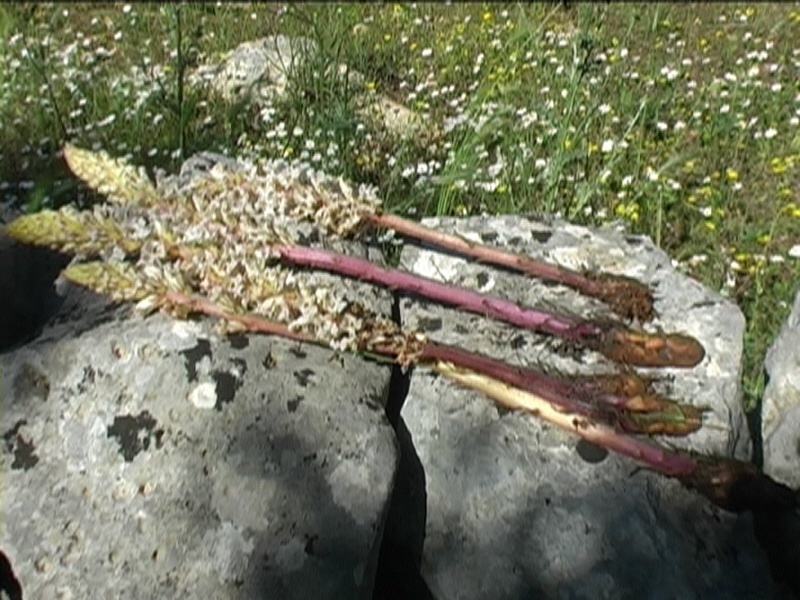 orobanche_crenata2