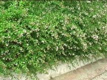 Abelia