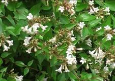 Abelia