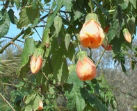 Abutilon