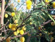 Acacia horrida o Acacia spinosa