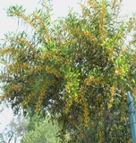 Acacia saligna