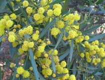 Acacia saligna