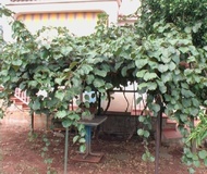 Actinidia o Kiwi