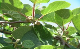 Actinidia o Kiwi