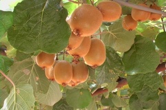 Actinidia o Kiwi