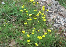 Adonide annua a fiore giallo