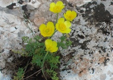 Adonide annua a fiore giallo