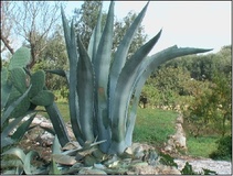 Agave