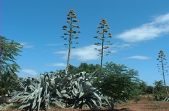 Agave