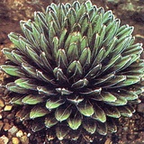 Agave regina Vittoria