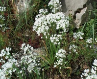 Aglio napoletano