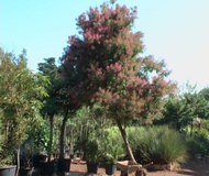 Albero della nebbia