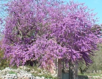 Albero di Giuda