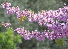 Albero di Giuda