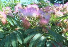 Albizia o Gaggia arborea