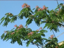 Albizia o Gaggia arborea
