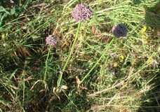 Allium ampeloprasum