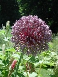 Allium ampeloprasum