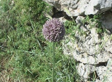 Allium ampeloprasum