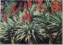 Aloe arborea