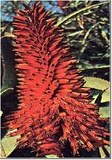 Aloe arborea