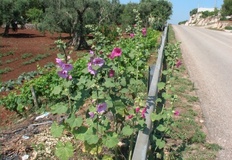 Altea o Malvarosa