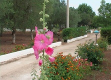 Altea rosata