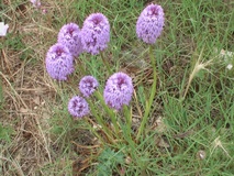 Anacamptis pyramidalis