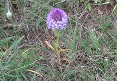 Anacamptis pyramidalis