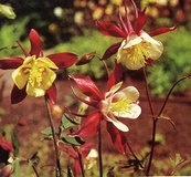 Aquilegia