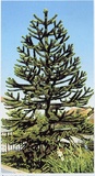 Araucaria o Pino del Cile