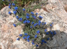 Arganetta azzurra