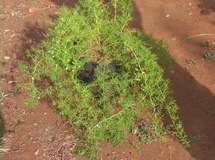 Asparago ornamentale