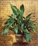 Aspidistra