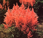 Astilbe