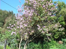 Bauhinia