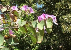 Bauhinia