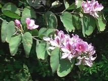 Bauhinia