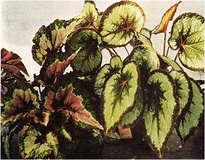 Begonia