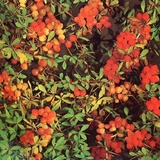 Berberis