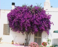 Bouganvillea glabra varietà sanderiana