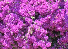 Bouganvillea glabra varietà sanderiana