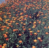 Calendula