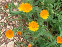 Calendula