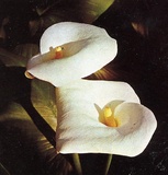 Calla